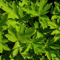 Anemone barbulata 